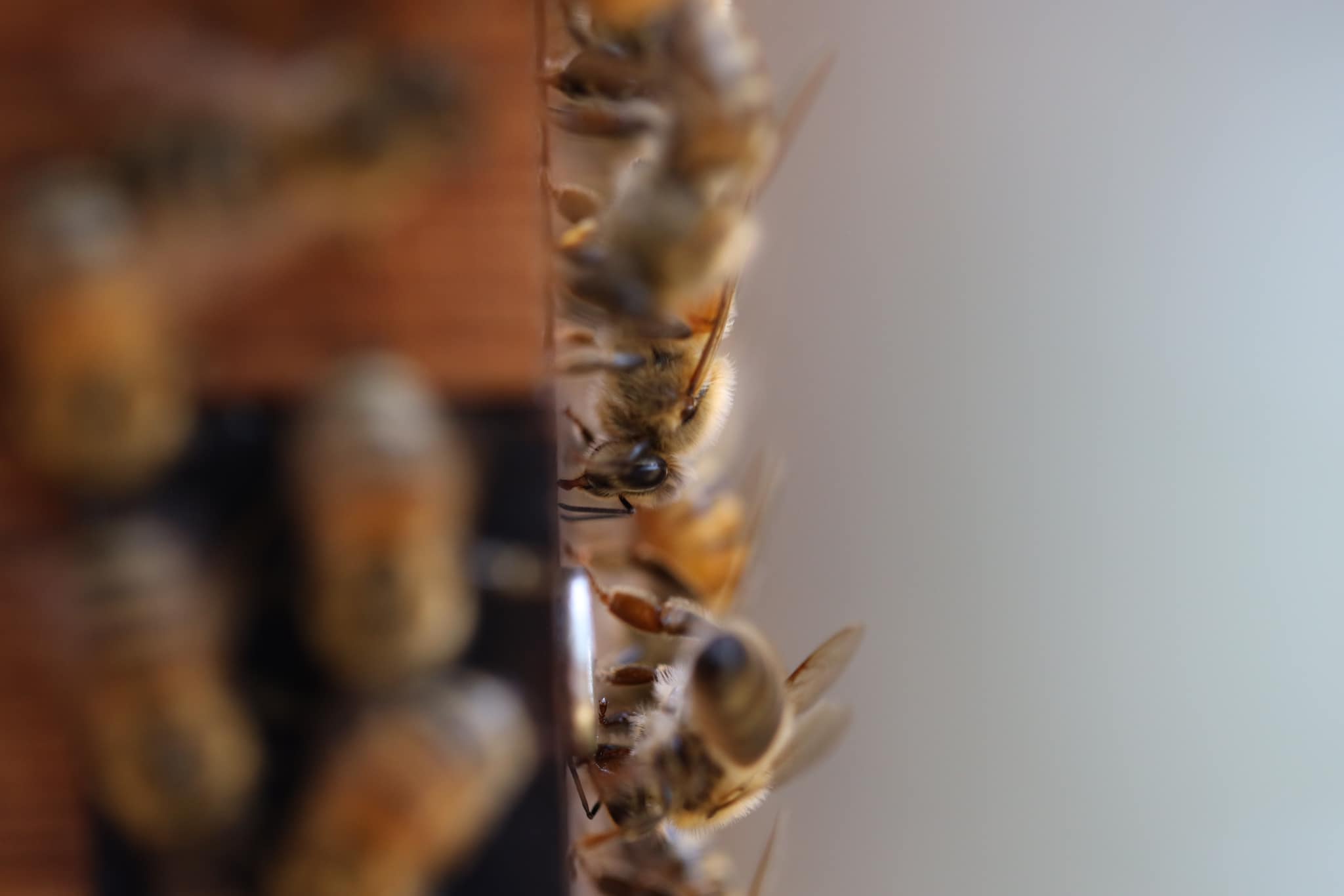 Honeybees at hive entrance, macro photography