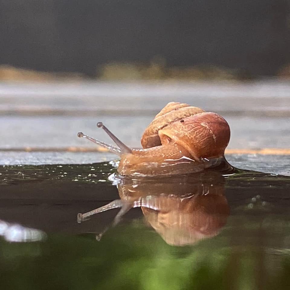 Snail and its reflection in a rain puddle